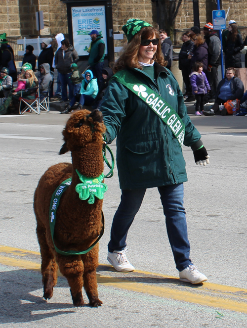 Gaelic Glen Alpacas in 2019 Cleveland St. Patrick's Day Parade